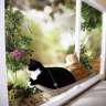 Оконная кровать для кошки Window Mounted Cat Bed - 69ebd84c33ff7465c7db4b51c6d55c88.jpg