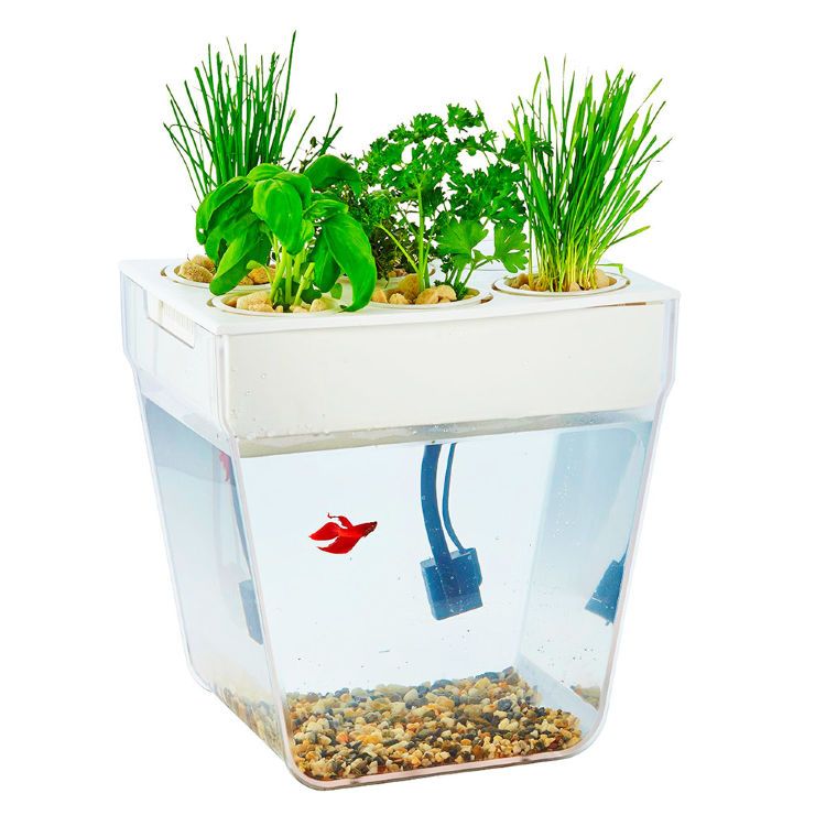 Акваферма - набор для выращивания растений и ухода за рыбкой Aquafarm