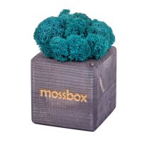 Набор с живым мхом MossBox black moray cube